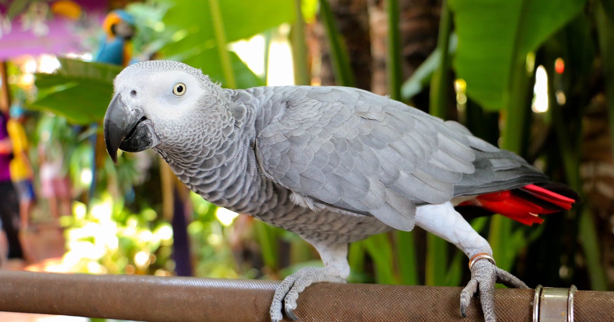 ちょ イチゴ勝手に頼んだの誰 大型インコがアレクサで食べたいものを注文しまくる事件が発生 ハフポスト