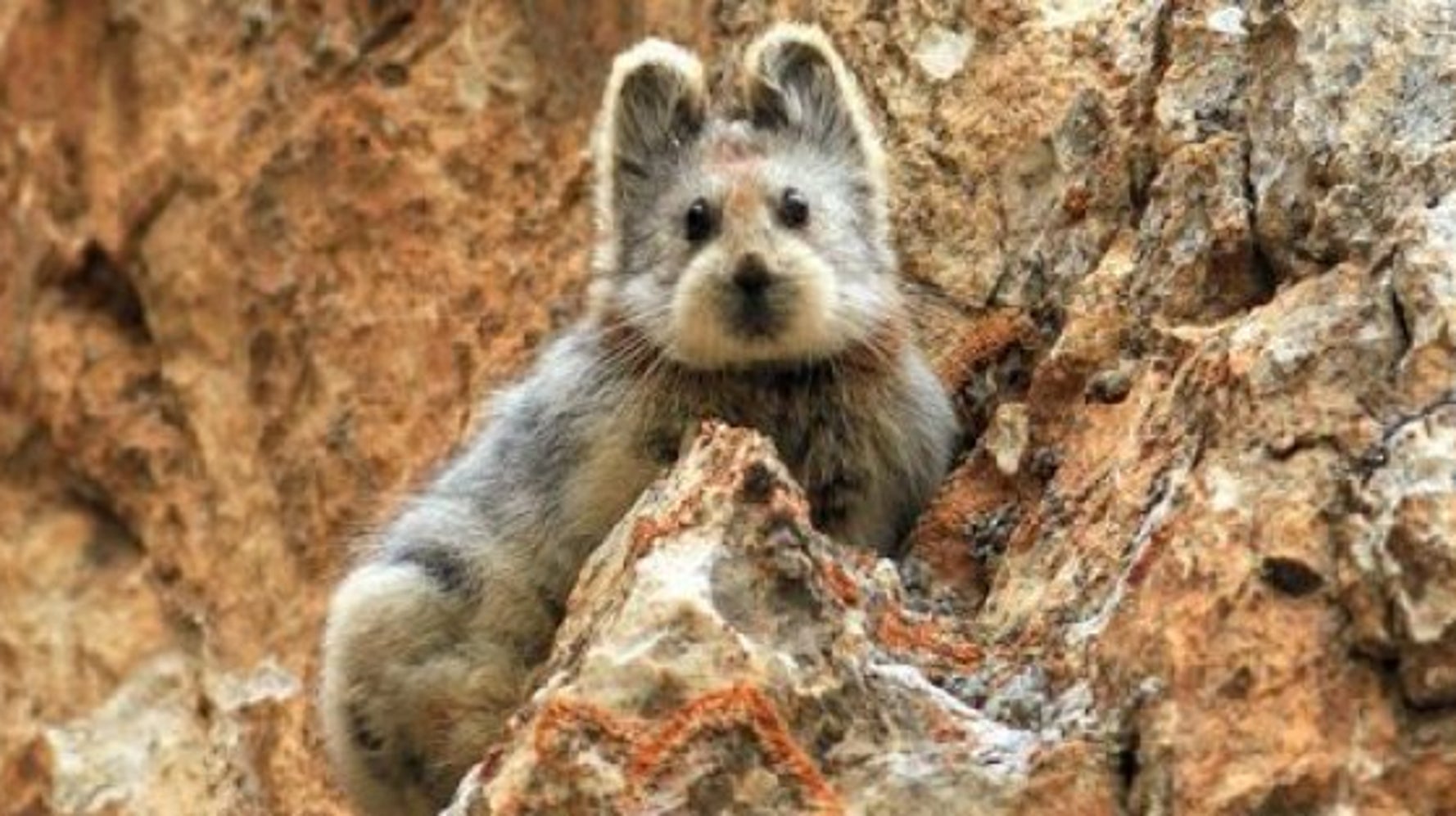 ピカチュウそっくりの珍獣 イリナキウサギ 年ぶりに発見 ハフポスト News