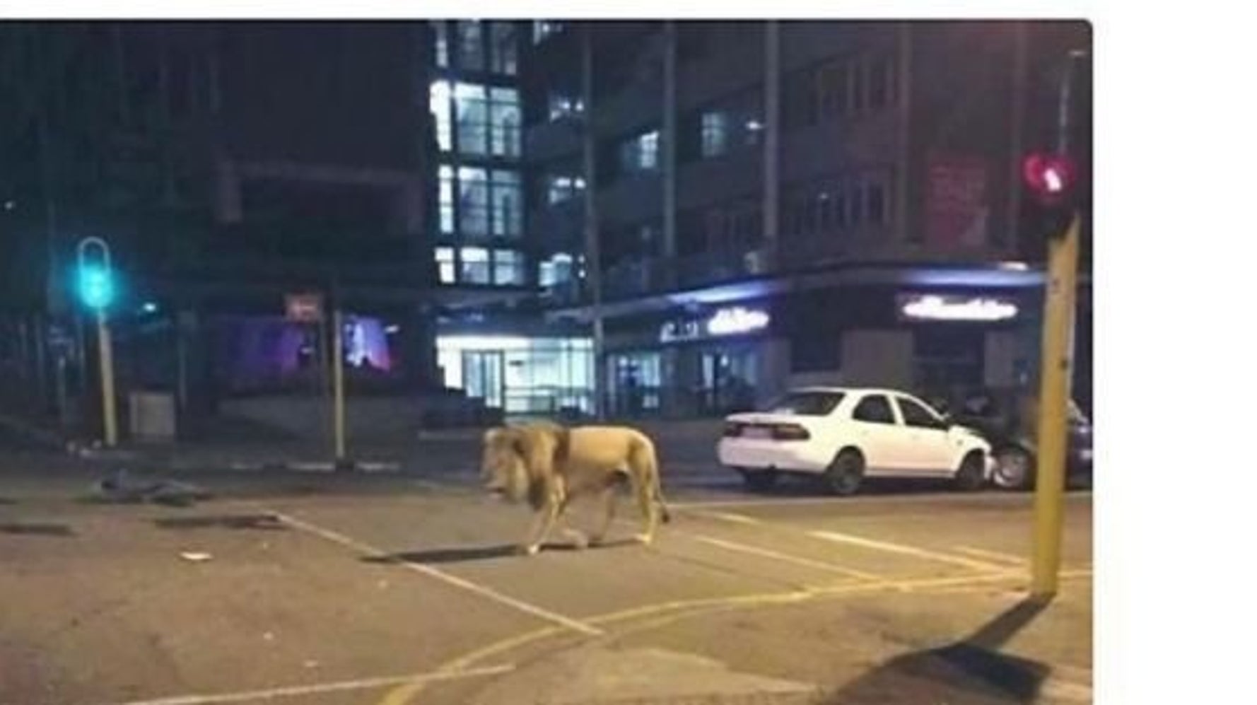 ライオン逃げた 熊本地震のデマ情報を拡散した疑い 歳男を逮捕 ハフポスト News