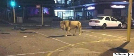 ライオン逃げた 熊本地震のデマ情報を拡散した疑い 20歳男を逮捕 ハフポスト