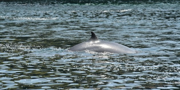 ミンククジラ