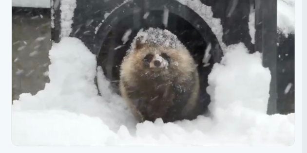 旭山動物園のエゾタヌキ