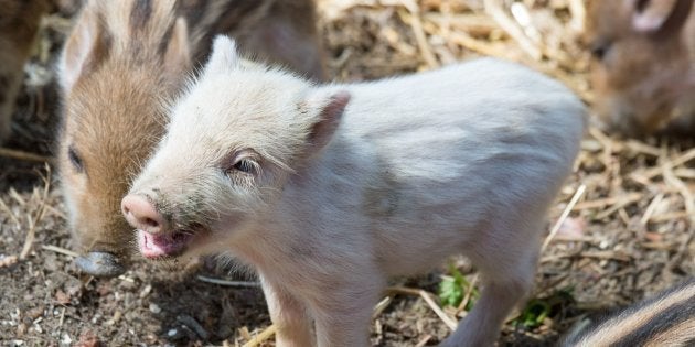 2019年は亥年 ウリ坊の可愛い写真集めたからみんな見て ハフポスト