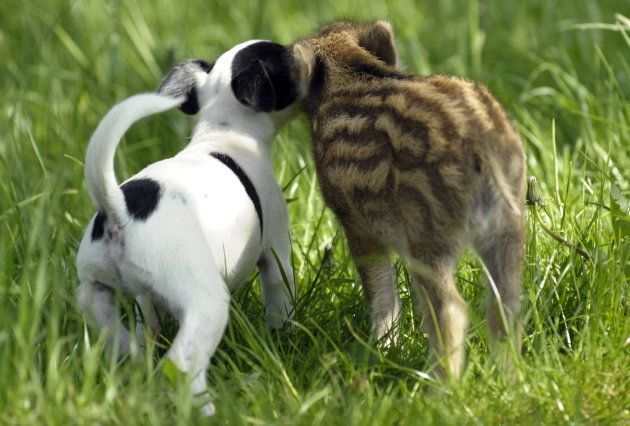 仲良く遊ぶ生後５週間のイノシシの赤ちゃん「マンニ」とジャックラッセルテリア犬の「キャンディー」。後ろ姿もこの可愛さ＝2009年05月10日