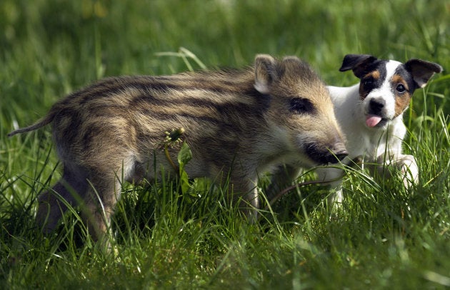 ウリ坊のマンニと子犬のキャンディー