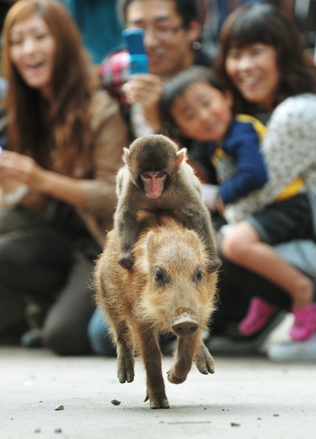 子ザルの「みわ」が、うり坊（イノシシの子ども）の背に乗り、ロデオのように走る＝京都府の福知山市動物園