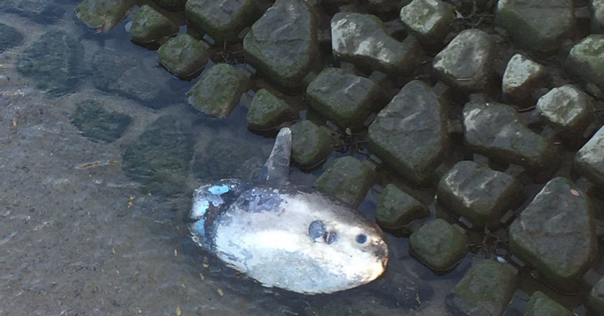 家の裏でマンボウが死んでる が現実になったと話題に 福岡市内の川で発見 ハフポスト