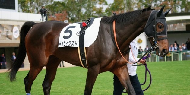 京都競馬場 ヘイセイラスト が平成最後の開幕レースでゴールできず 競走中止の理由は 心房細動 ハフポスト