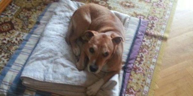 エボラ出血熱に感染した犬は殺処分するべき ソーシャルメディアで大論争に ハフポスト