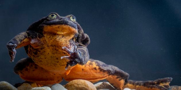 The quest to find a mate for Romeo, the world's loneliest frog