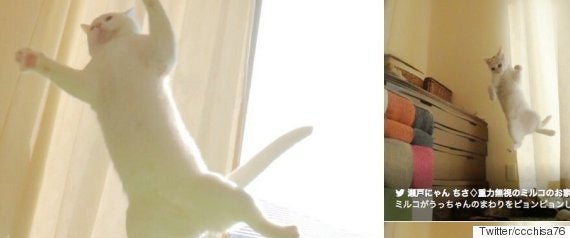 お前は何をやってるんだ ミルコ クロコップも ポケモンgoに夢中 動画 ハフポスト お前は何をやってるんだ ミルコ クロコップも ポケモンgoに夢中 動画 ハフポスト