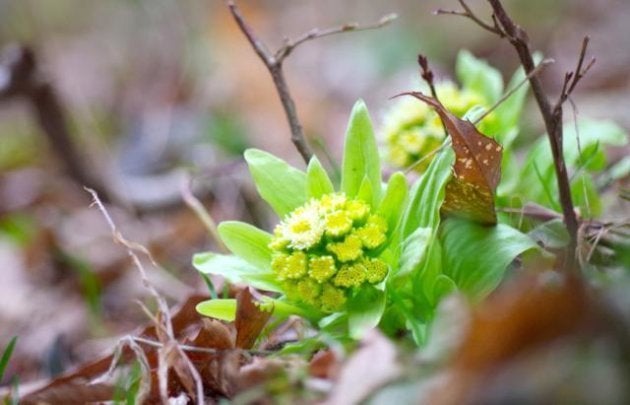 ふきはこんな花を咲かせるそうです