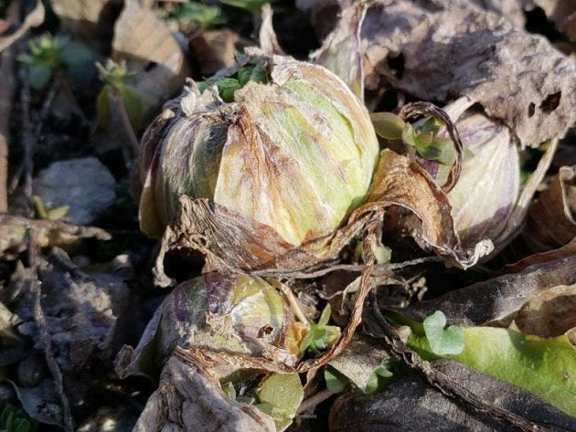 芽を出したふき 今年1月2日 長野県飯田市