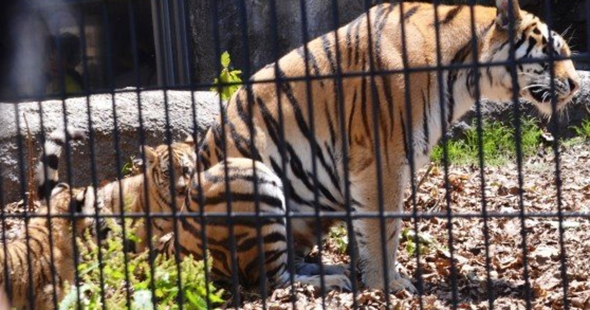 旭山動物園 地元で根強い人気 アムールトラの赤ちゃん公開 画像集 ハフポスト