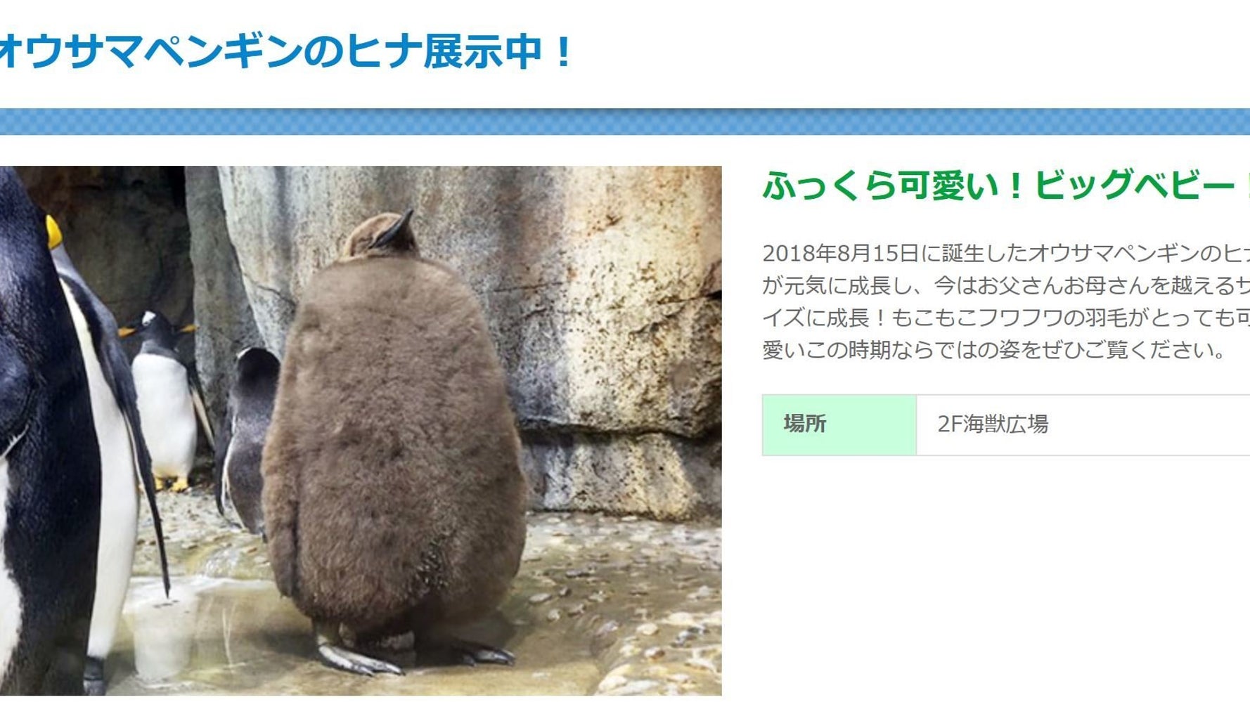 赤ちゃんが お母さんより大きい うみの杜水族館のオウサマペンギンが愛らしい 動画 画像集 ハフポスト News