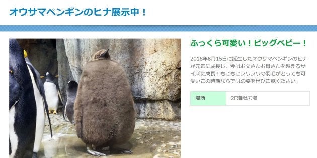 赤ちゃんが お母さんより大きい うみの杜水族館のオウサマペンギンが愛らしい 動画 画像集 ハフポスト