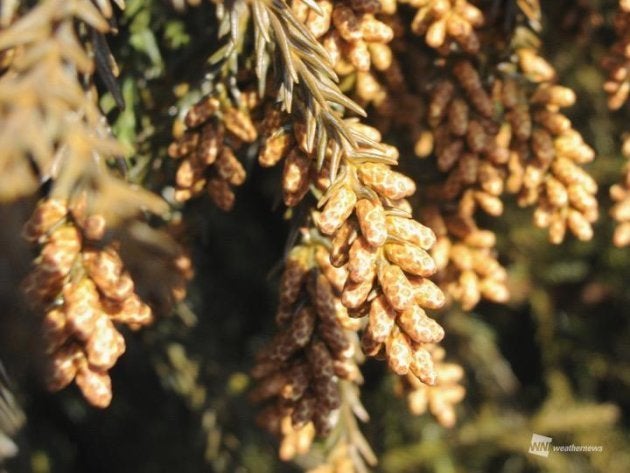 早くもスギ花粉 すでに3人に1人は花粉症の症状ありと回答 ハフポスト