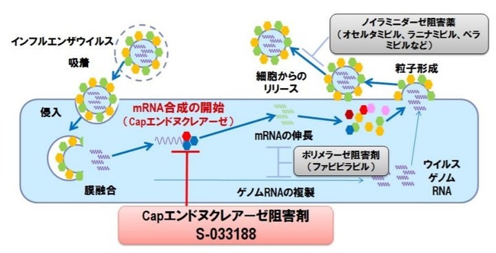 新薬ゾフルーザ（赤色枠）の作用は、細胞に入ったウイルスが中で増えるプロセスを抑える。タミフルやイナビルなどの従来薬（外側の灰色枠）は外に出て行ったウイルスの広がりを抑える