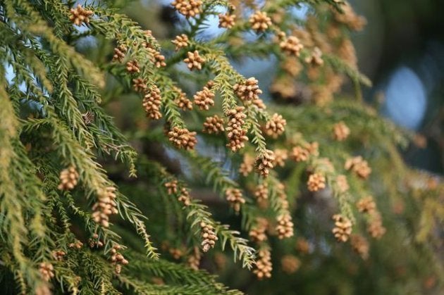 スギ花粉のイメージ画像