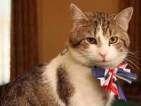 イギリスの首相官邸には 猫の公務員 がいる キャメロン氏退陣後も職務続行 画像集 ハフポスト