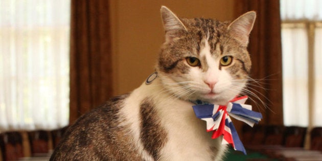 LONDON - APRIL 28: Larry, the Downing Street cat, gets in the Royal Wedding spirit in a Union flag bow-tie in the Cabinet Room at number 10 Downing Street on April 28, 2011 in London, England. Prince William will marry his fiancee Catherine Middleton at Westminster Abbey tomorrow. (Photo by James Glossop - WPA Pool/Getty Images)