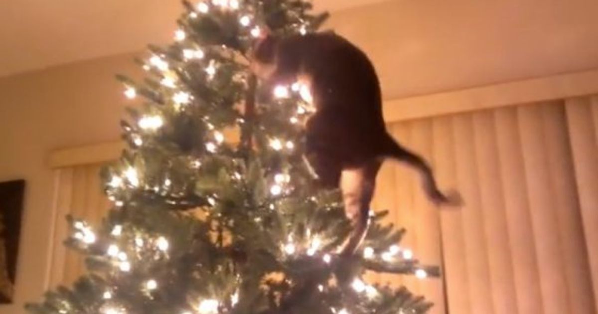 クリスマスツリーを破壊する猫 の動画 ハフポスト