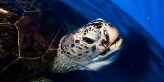 コイン飲み込んだウミガメ 血液中毒で死ぬ 900枚取り除く手術後に ハフポスト コイン飲み込んだウミガメ 血液中毒で死ぬ 900枚取り除く手術後に ハフポスト