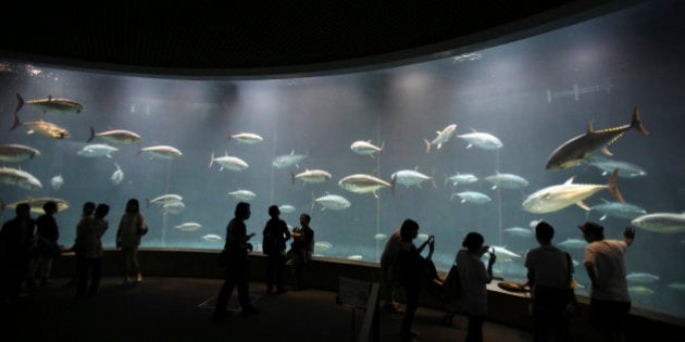 葛西臨海水族園 6月中にマグロ80匹投入 謎の大量死 ハフポスト 葛西臨海水族園 6月中にマグロ80匹投入 謎の大量死 ハフポスト