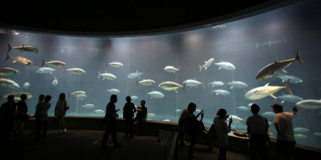 Visitors stand watch blue fin tunas in a 2,200-ton tank at Tokyo Sea Life Park in Tokyo, Monday, July 7, 2014. The tank is designed to create artificial flow of the ocean to keep the fish alive. (AP Photo/Koji Sasahara)