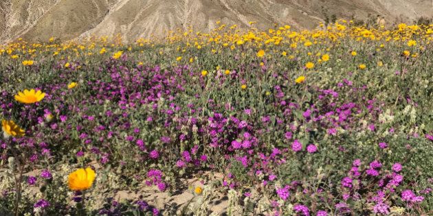 A massive spring wildflower bloom caused by a wet winter is seen in Anza-Borrego Desert State Park, California, U.S., March 13, 2017. Picture taken March 13, 2017. REUTERS/Steve Gorman