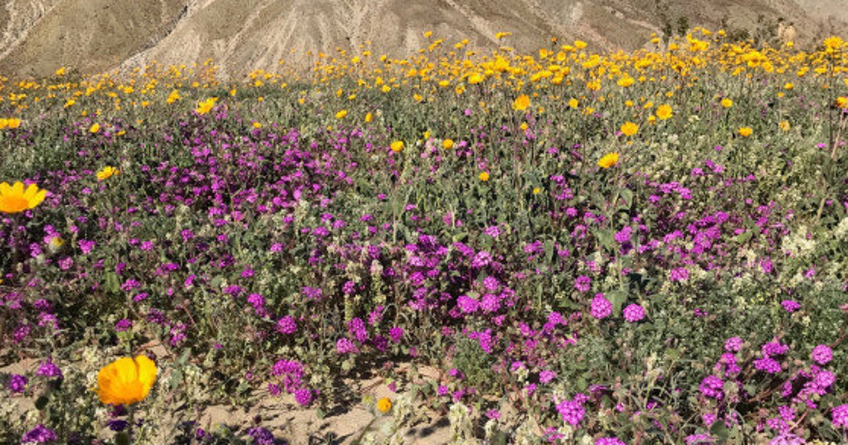 カリフォルニアの砂漠一面に咲き乱れる花 秋冬の雨で長年の干ばつが解消される ハフポスト
