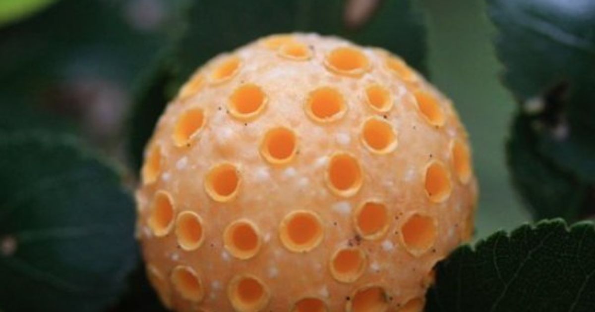 珍奇な菌類 珍菌 の日本一が決定 第二回日本珍菌賞 ハフポスト