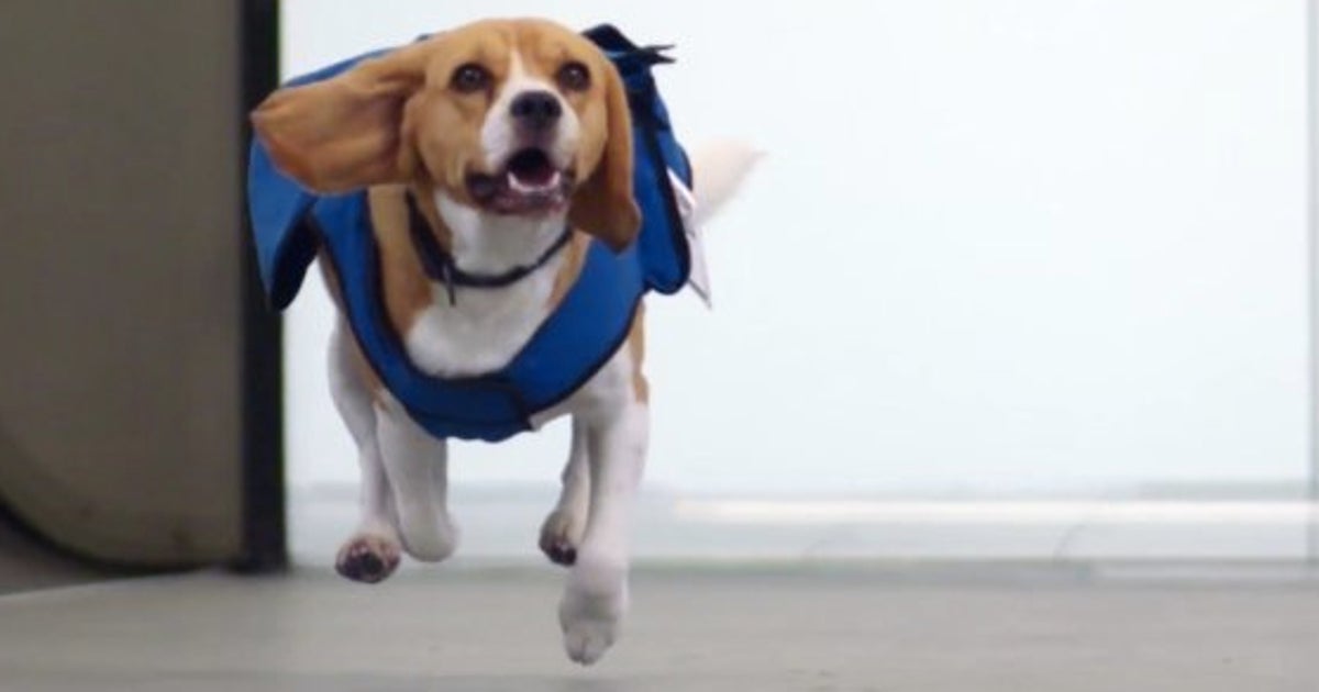 犬が機内の忘れ物を持ち主に届けてくれる航空会社がオランダにある 動画 ハフポスト