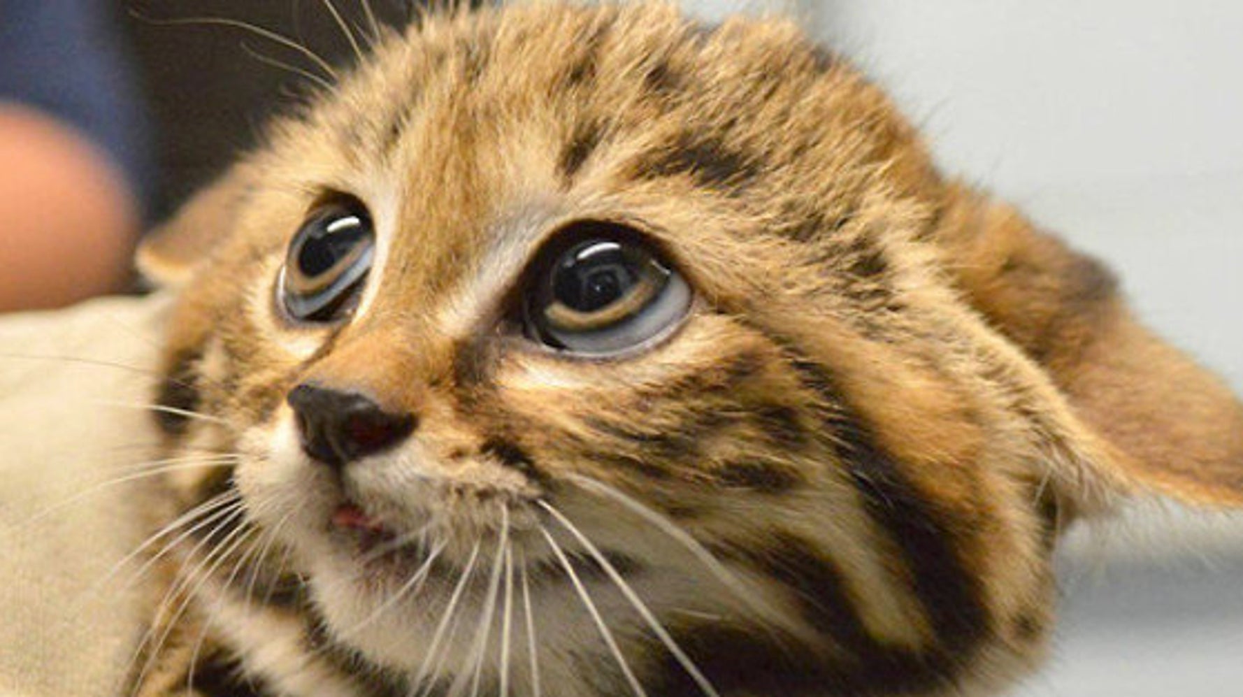 世界最小の猫 三つ子の赤ちゃんが可愛いすぎる 動画 ハフポスト News