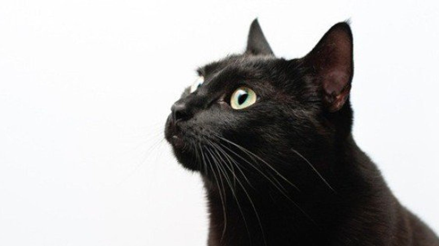 猫の日本史 日本最古の飼い猫記録 宇多天皇の うちの御ねこ ハフポスト News