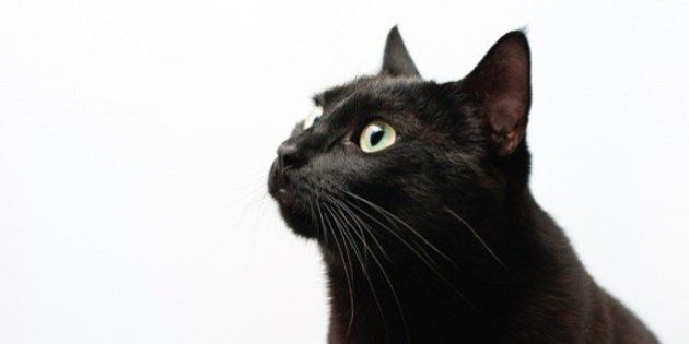 猫の日本史 日本最古の飼い猫記録 宇多天皇の うちの御ねこ ハフポスト