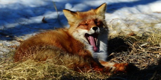 PRIMORYE TERRITORY, RUSSIA - FEBRUARY 3, 2017: A fox named Alisa in an enclosure at the Primorye Safari Park in the village of Shkotovo. Yuri Smityuk/TASS (Photo by Yuri Smityuk\TASS via Getty Images)