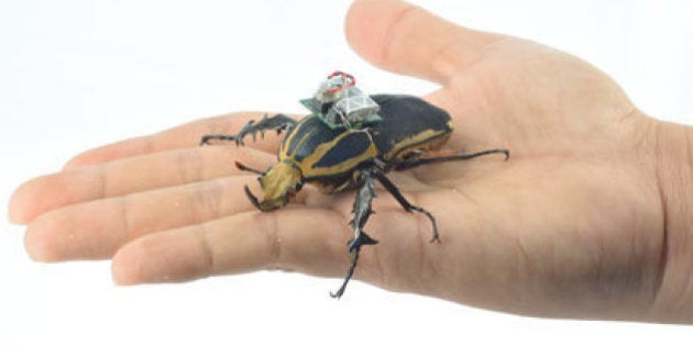 昆虫をドローンにすることに成功 カナブンを遠隔操作 動画 ハフポスト