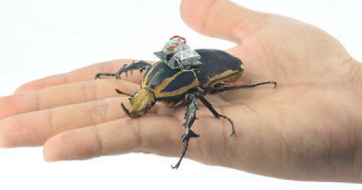 昆虫をドローンにすることに成功 カナブンを遠隔操作 動画 ハフポスト 昆虫をドローンにすることに成功 カナブンを遠隔操作 動画 ハフポスト