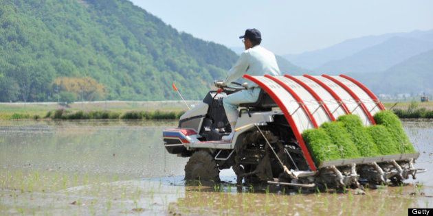 Man of senior citizens are working as farmers,Japan,Hyogo,Toyooka city.Man planting rice using a tractor.