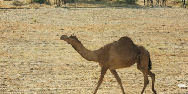 Wild camels in India