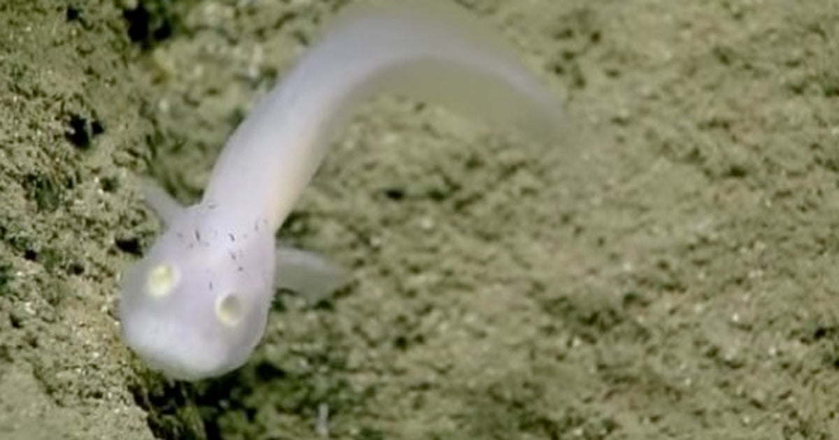 まるで人魂 謎の深海魚 ソコオクメウオ 初めて撮影成功 動画 ハフポスト