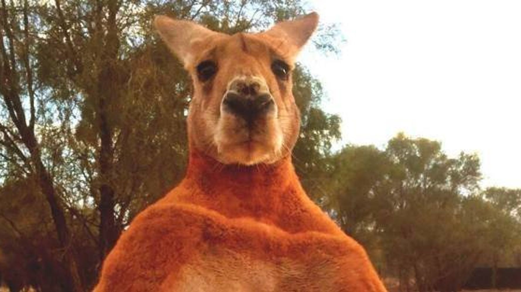 バケツをつぶす超マッチョなカンガルー そいつの名はロジャー 画像 ハフポスト News