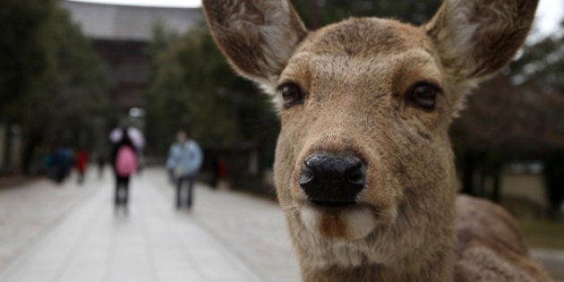 NARA, JAPAN - MARCH 02: Japanese deer walk in front of the Todaiji Temple on March 2, 2013 in Nara, Japan. The Japanese deer which roam freely in the grounds of the Todaiji Temple were believed to be messengers of the gods and have now been designated as a National Treasures. The Buddhist Todaiji Temple was built in 752 AD and is now one of seven sites in Nara to be listed as a UNESCO World Heritage Site. (Photo by Buddhika Weerasinghe/Getty Images)