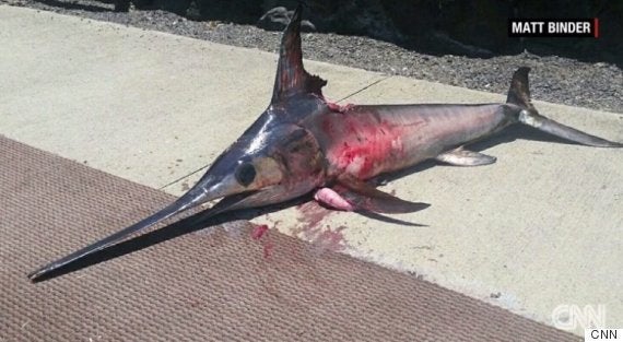 メカジキが一突き ハワイの漁師が命を落とす ハフポスト