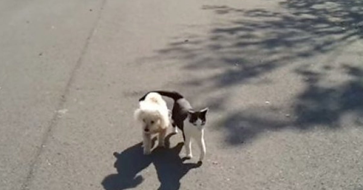 猫は優しいニャア 目の見えない犬の散歩を助けてあげた 動画 ハフポスト