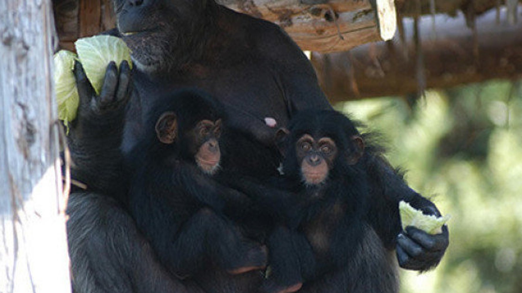 チンパンジーは母以外も子育てに協力 ハフポスト News