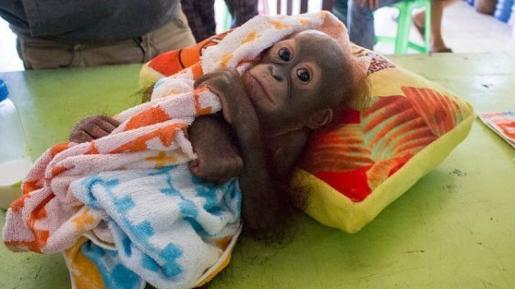 ボルネオの赤ちゃんオランウータン ハンターに撃たれて置き去りにされる ハフポスト News