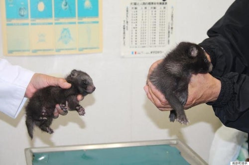 クマだと思い込んでしまった」 青森県南部町がタヌキに化かされる