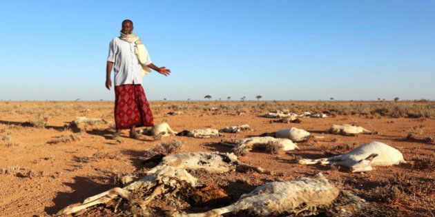 An internally displaced man looks at the carcasses of his goats and sheep in the outskirts of Dahar town of Puntland state in northeastern Somalia, December 15, 2016. REUTERS/Feisal Omar